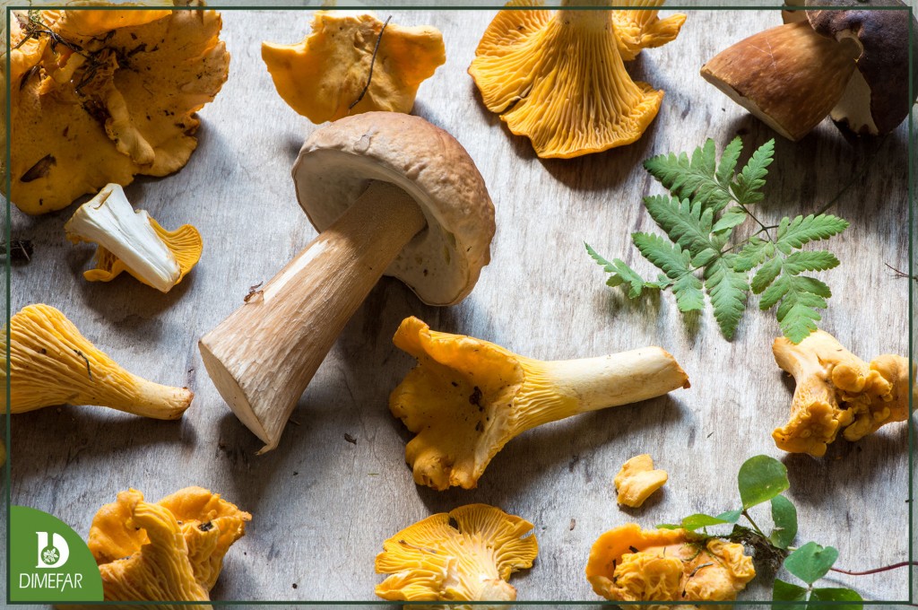 ¿Por qué las setas pueden ayudarte a reducir el colesterol?