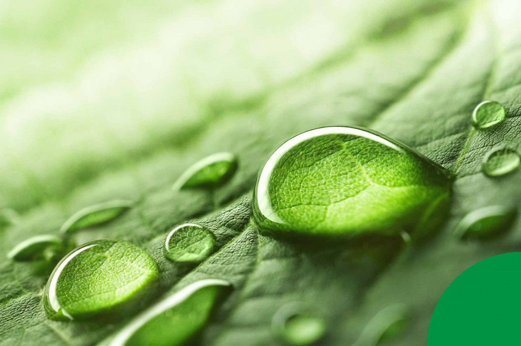 ¿Qué son y cómo se obtienen los extractos de plantas?