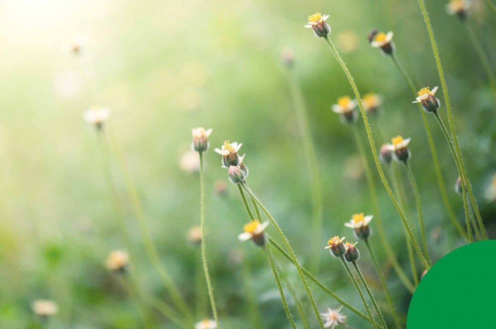 Alimentación ecológica: nuestro granito de arena para proteger el medio ambiente
