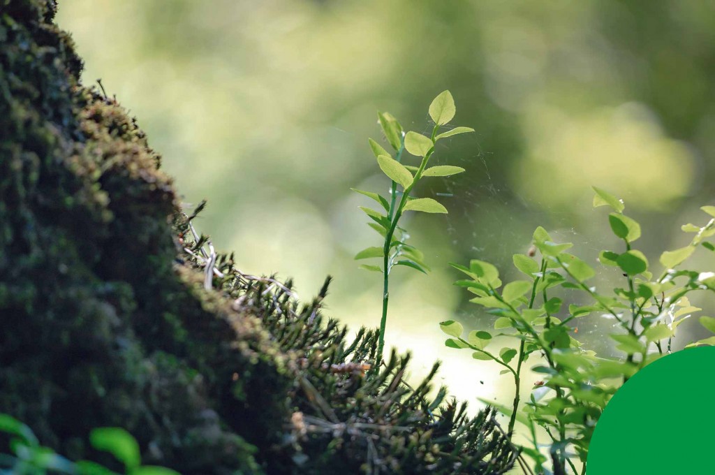 Prepara tu propio kit natural con plantas medicinales del entorno
