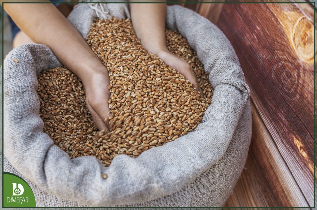 La cebada, una aliada a la hora de reducir tu colesterol