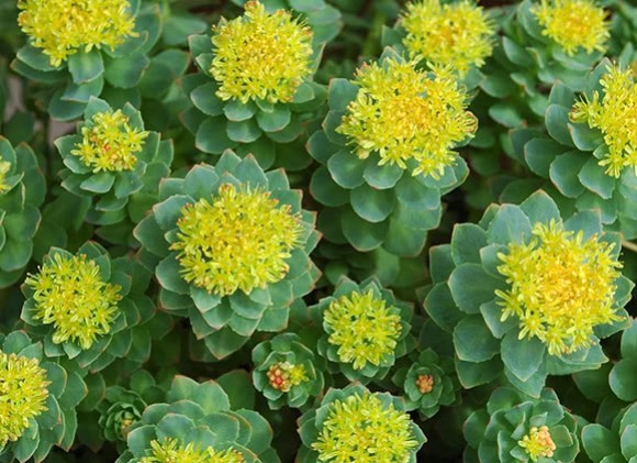 Rodiola: la raíz milagrosa para combatir la fatiga y mejorar el estado de ánimo