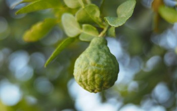 La bergamota: aliado natural para reducir el colesterol y mejorar tu bienestar
