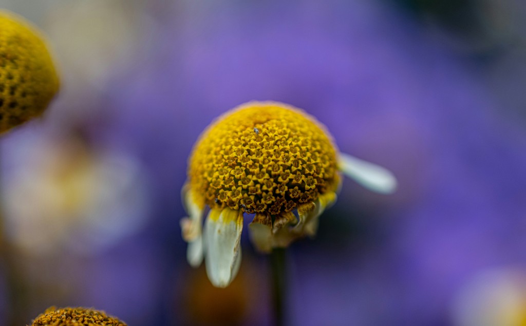 El auge de los antiinflamatorios naturales